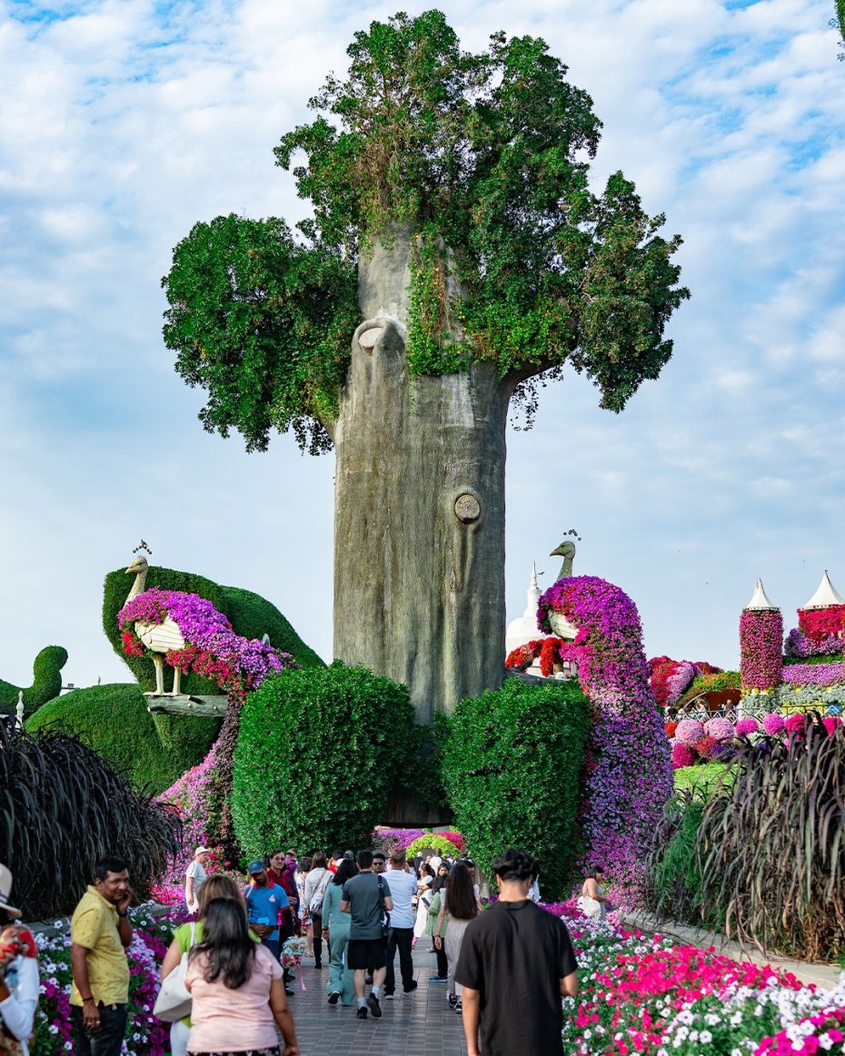 Miracle Garden Dubai - Image 5
