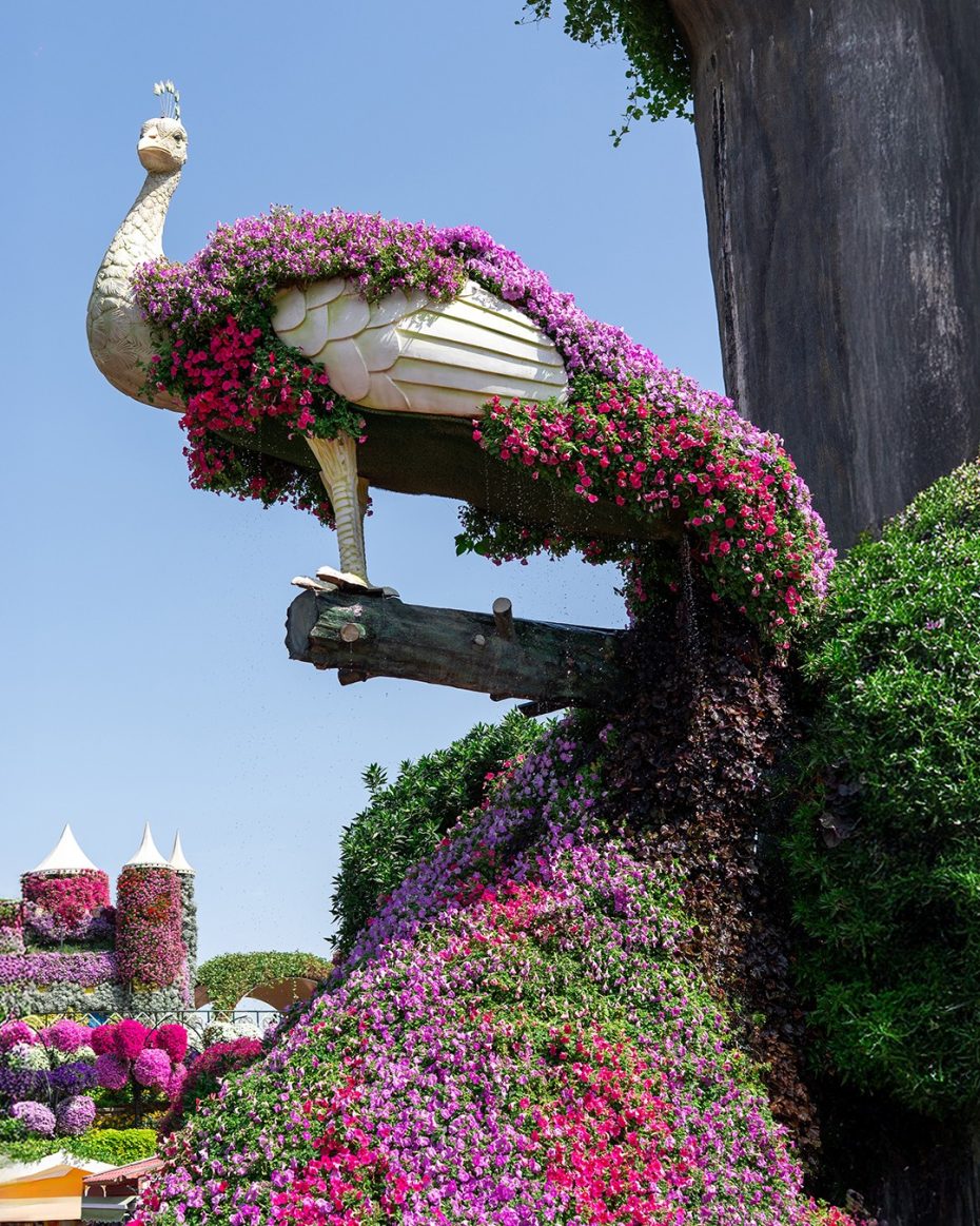 Miracle Garden Dubai - Image 7