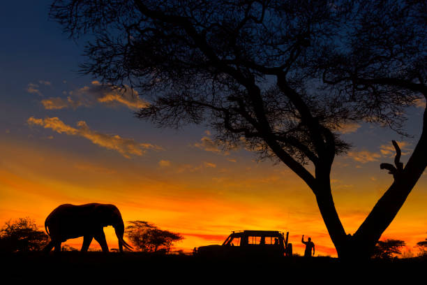 Elephant and safari scene at sunset.