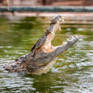 Dubai Crocodile Park