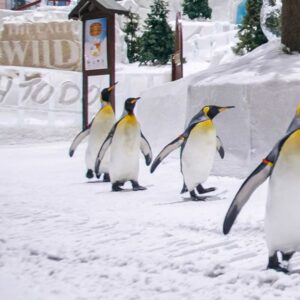 Ski Dubai - Snow Premium