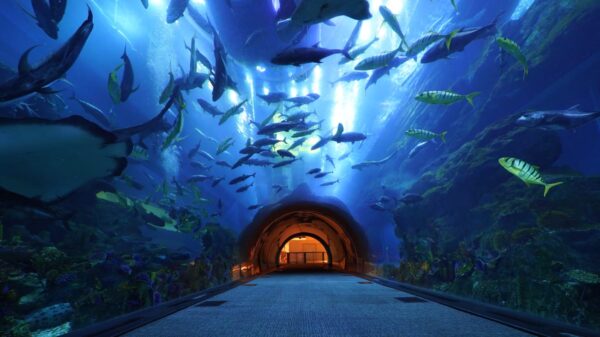 16513_dubai_aquarium_underwater_zoo-original1677844032_zzmykp.jpg