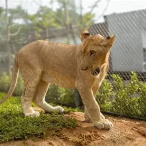 Lion Land