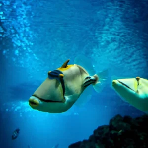 SeaWorld Abu Dhabi